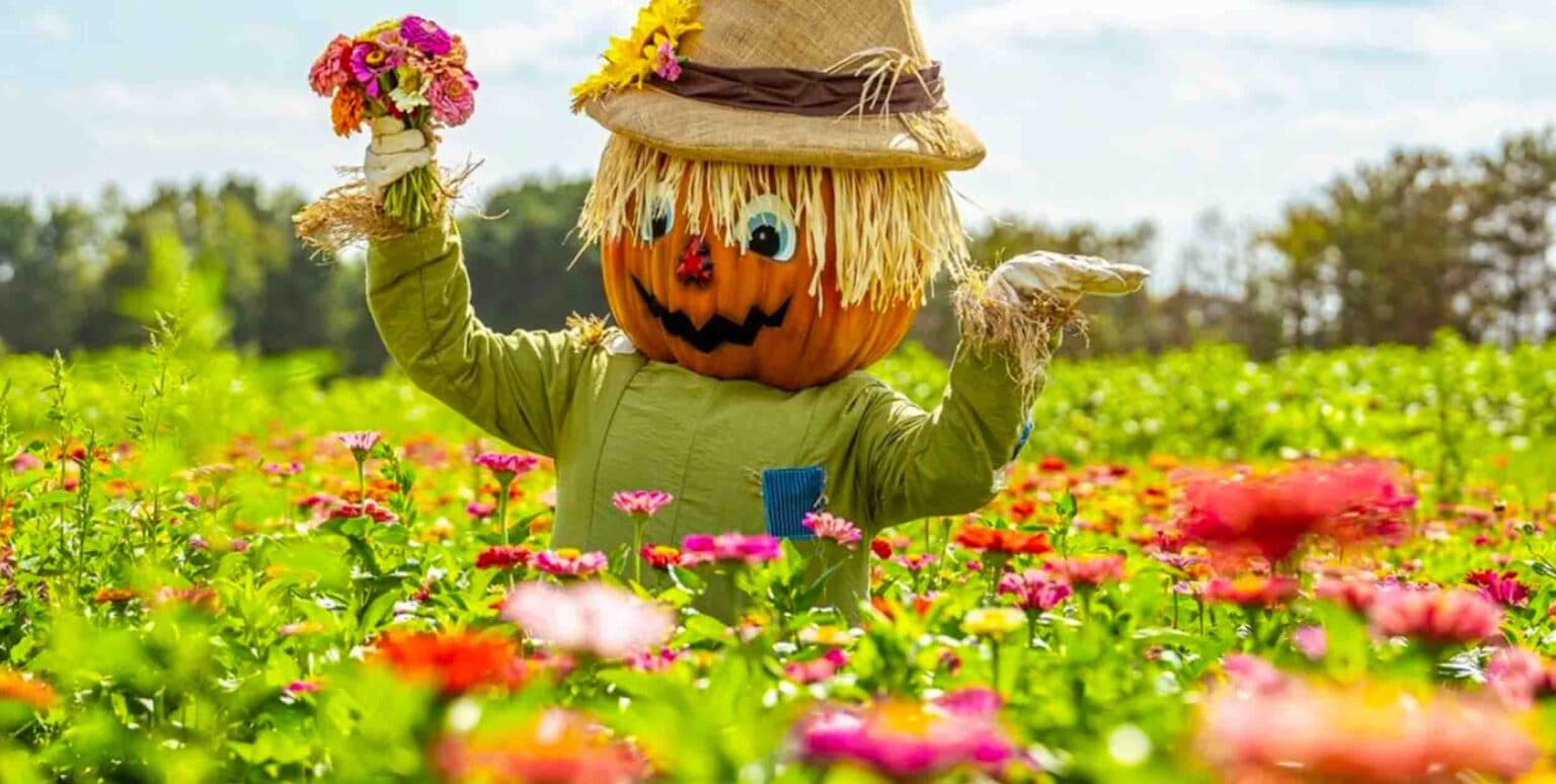 Pumpkin Pete frolicking in a field of flowers